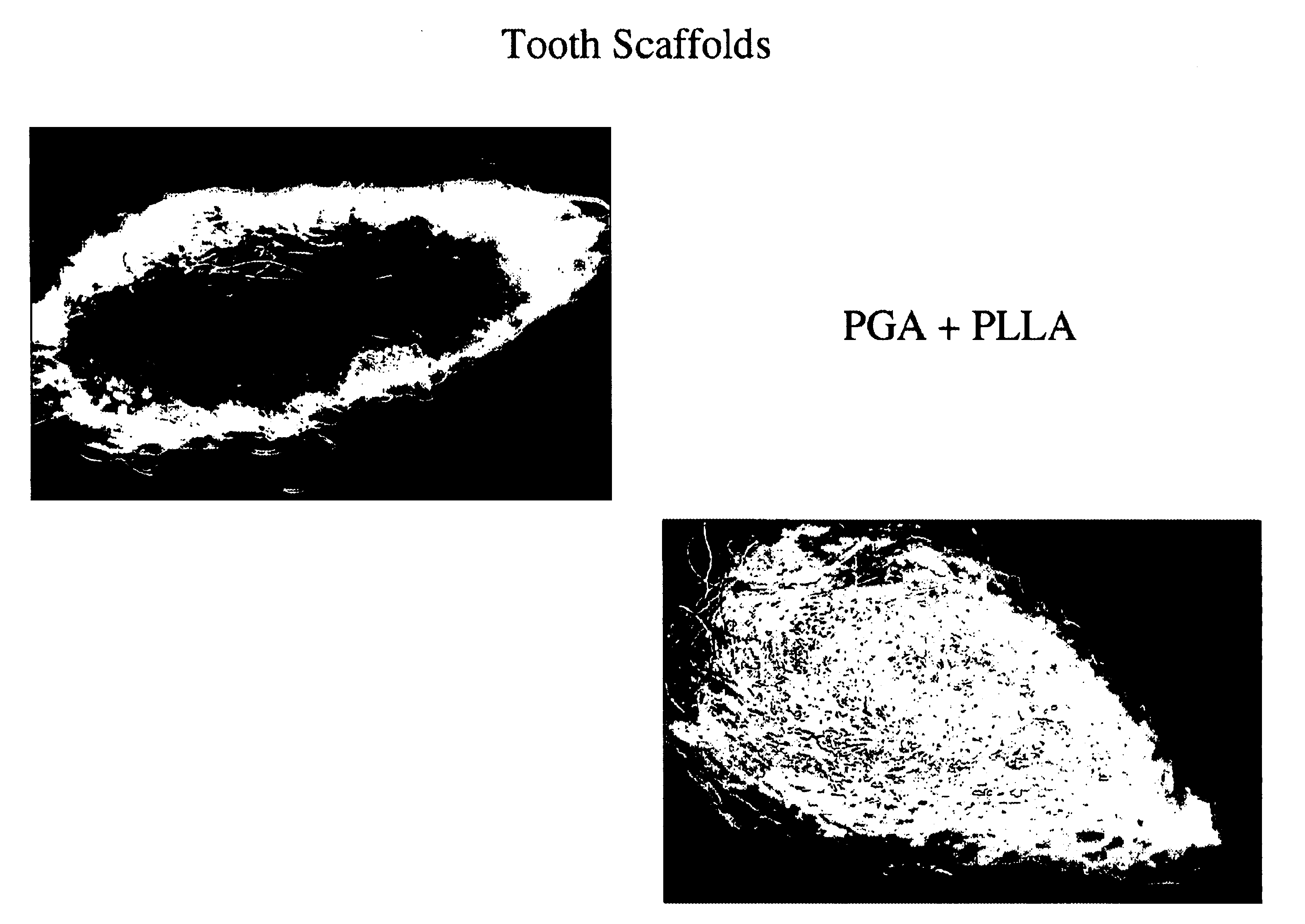 Methods and compositions for culturing a biological tooth