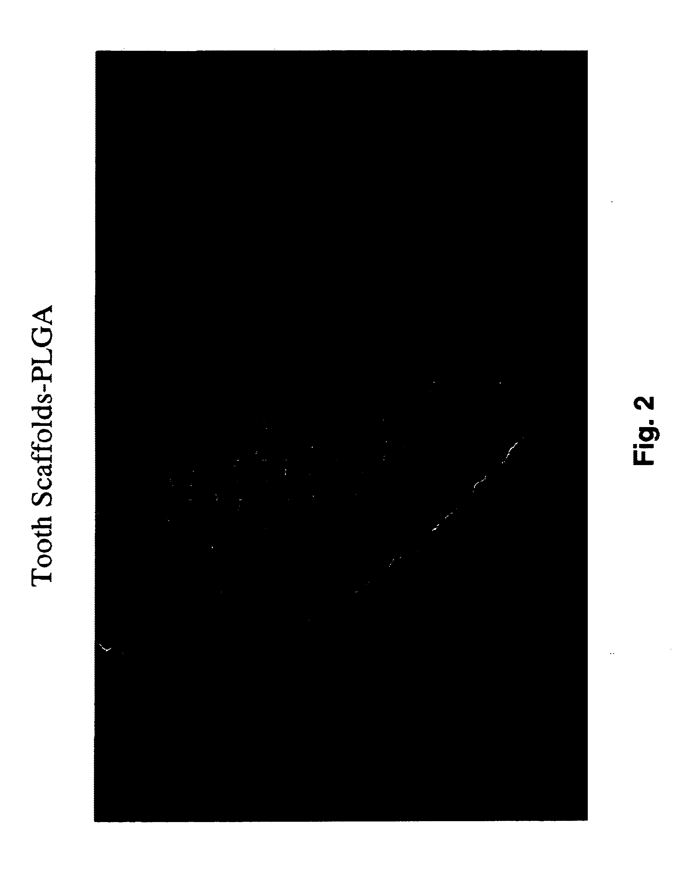 Methods and compositions for culturing a biological tooth