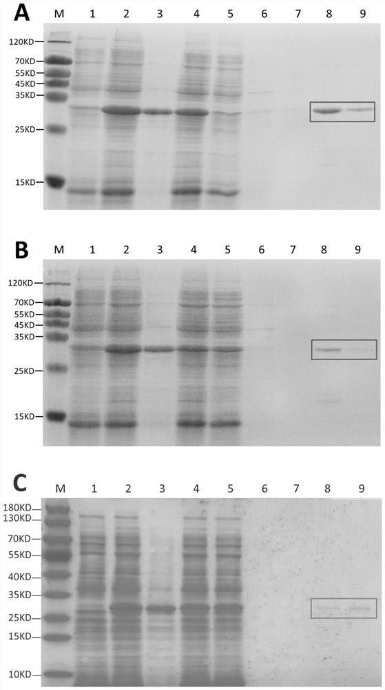 Lateolabrax japonicus FGF6A, FGF6B and FGF18 recombinant protein as well as preparation method and application thereof