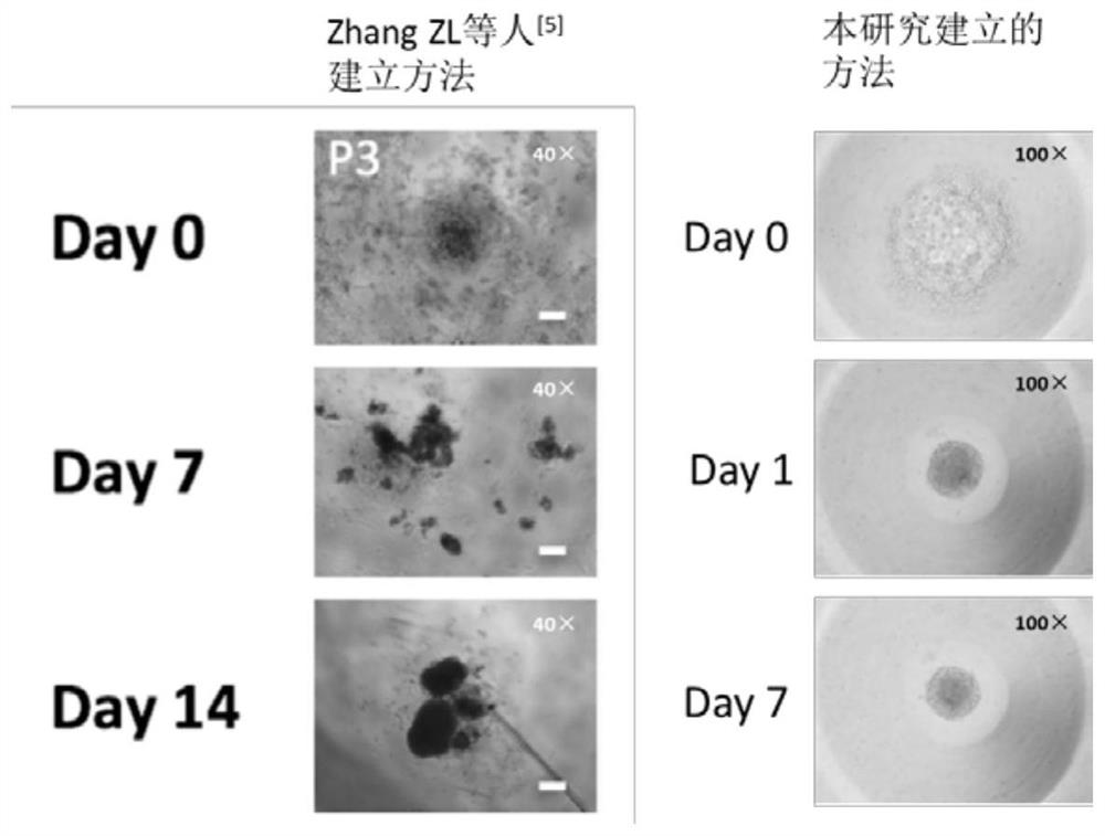 A special culture medium for lung tumor organoids and a scaffold-free 3D culture method