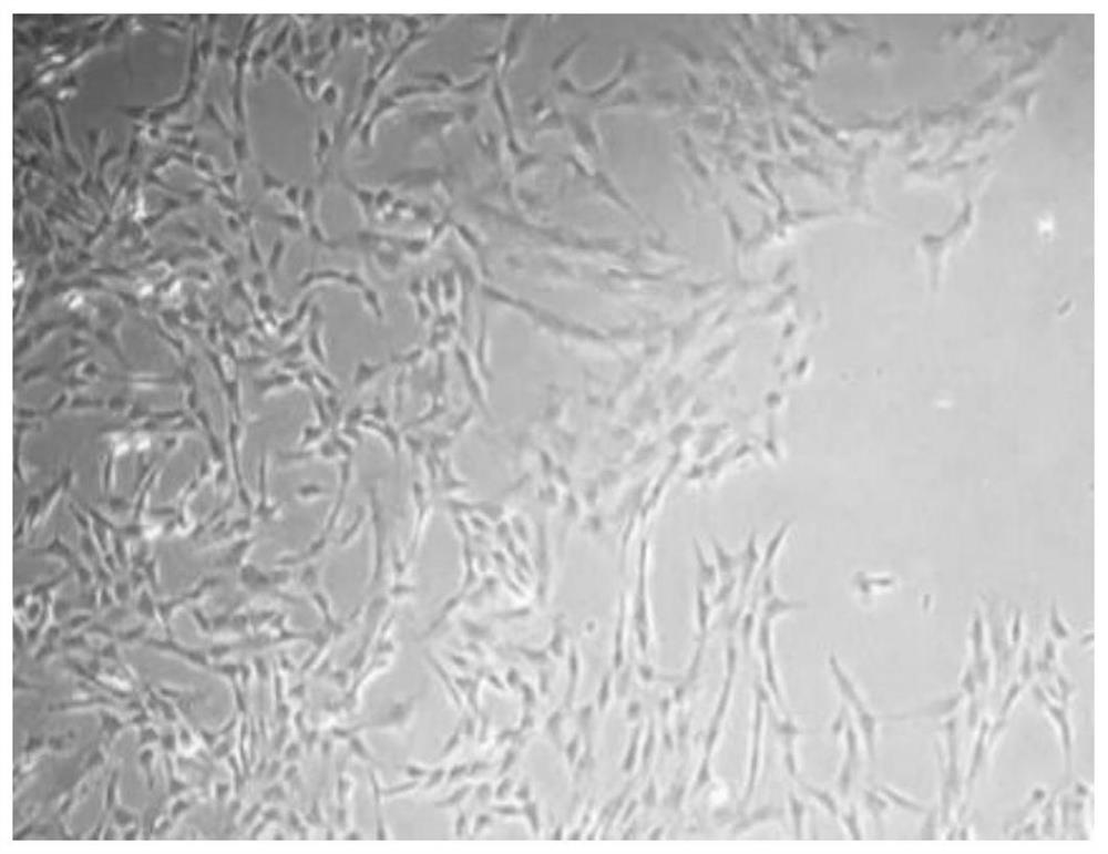 A systematic method and application of preparation and cryopreservation of placental tissue according to the structure level