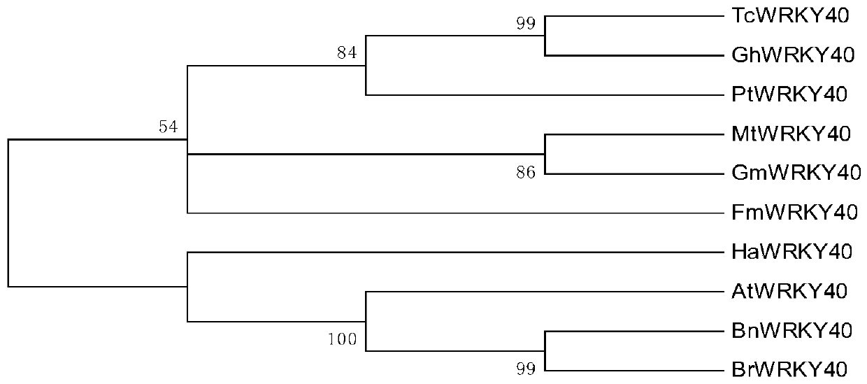 Plant disease-resistant protein GhWRKY40, coding gene and application thereof