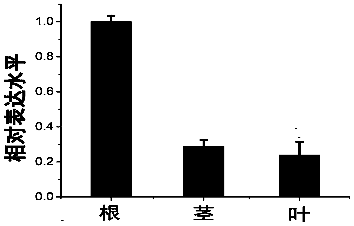 Plant disease-resistant protein GhWRKY40, coding gene and application thereof