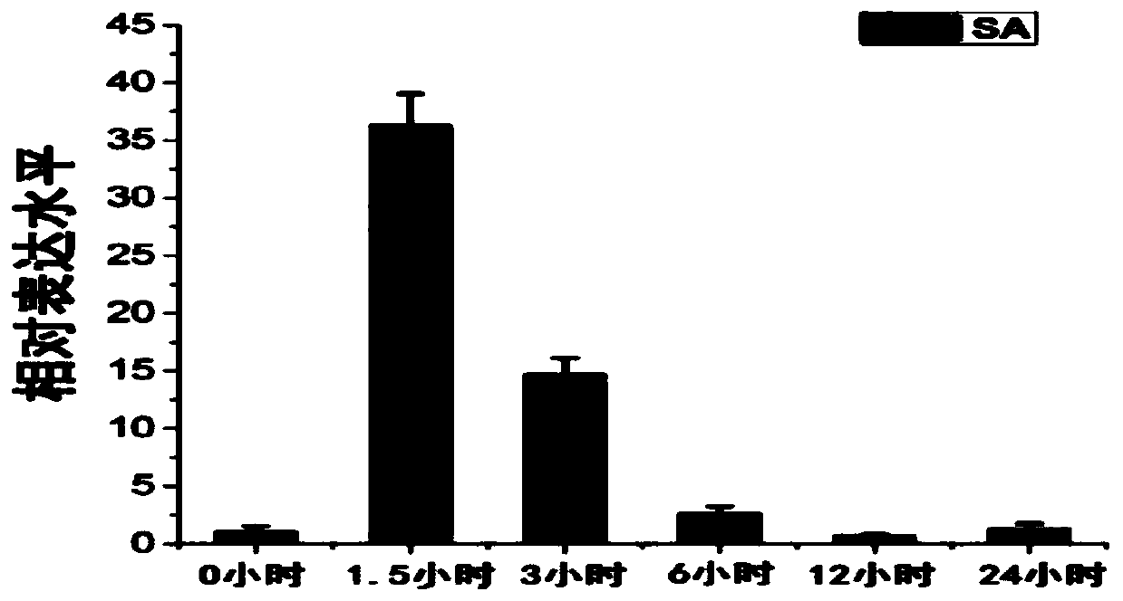 Plant disease-resistant protein GhWRKY40, coding gene and application thereof