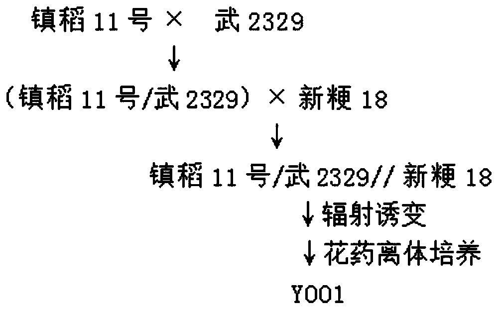 A kind of breeding method of radiation mutagenesis, anther culture and selection of salt-tolerant rice