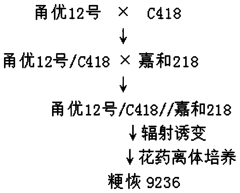 A kind of breeding method of radiation mutagenesis, anther culture and selection of salt-tolerant rice