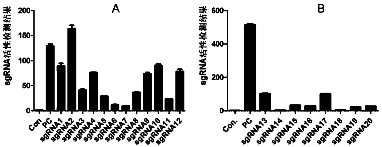 Preparation method and application of humanized CD28 gene remolding animal model