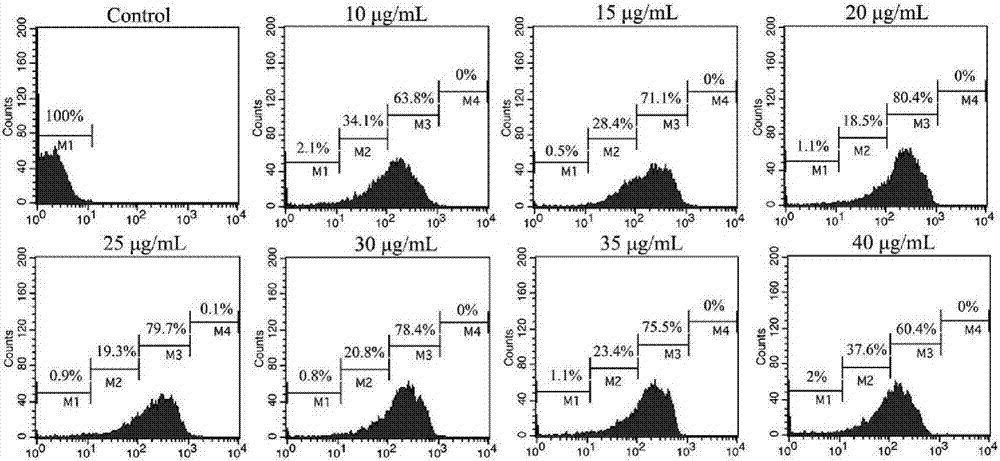 Melon bacterial fruit blotch germs immunofluorescent quick detection test paper and application thereof