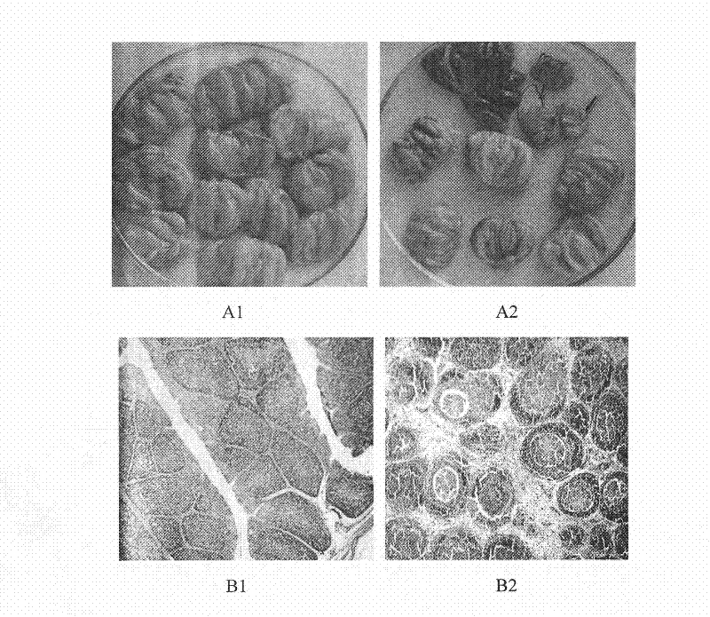 Concentrated freeze-dried yolk antibody composite preparation for infectious bursal disease and preparation process thereof