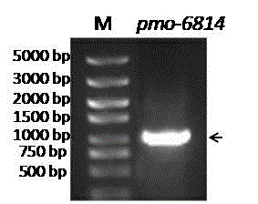 Thioether monooxygenase from pseudomonas monteilii as well as synthesis and application thereof