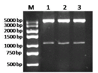 Thioether monooxygenase from pseudomonas monteilii as well as synthesis and application thereof