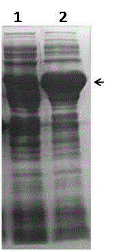 Thioether monooxygenase from pseudomonas monteilii as well as synthesis and application thereof