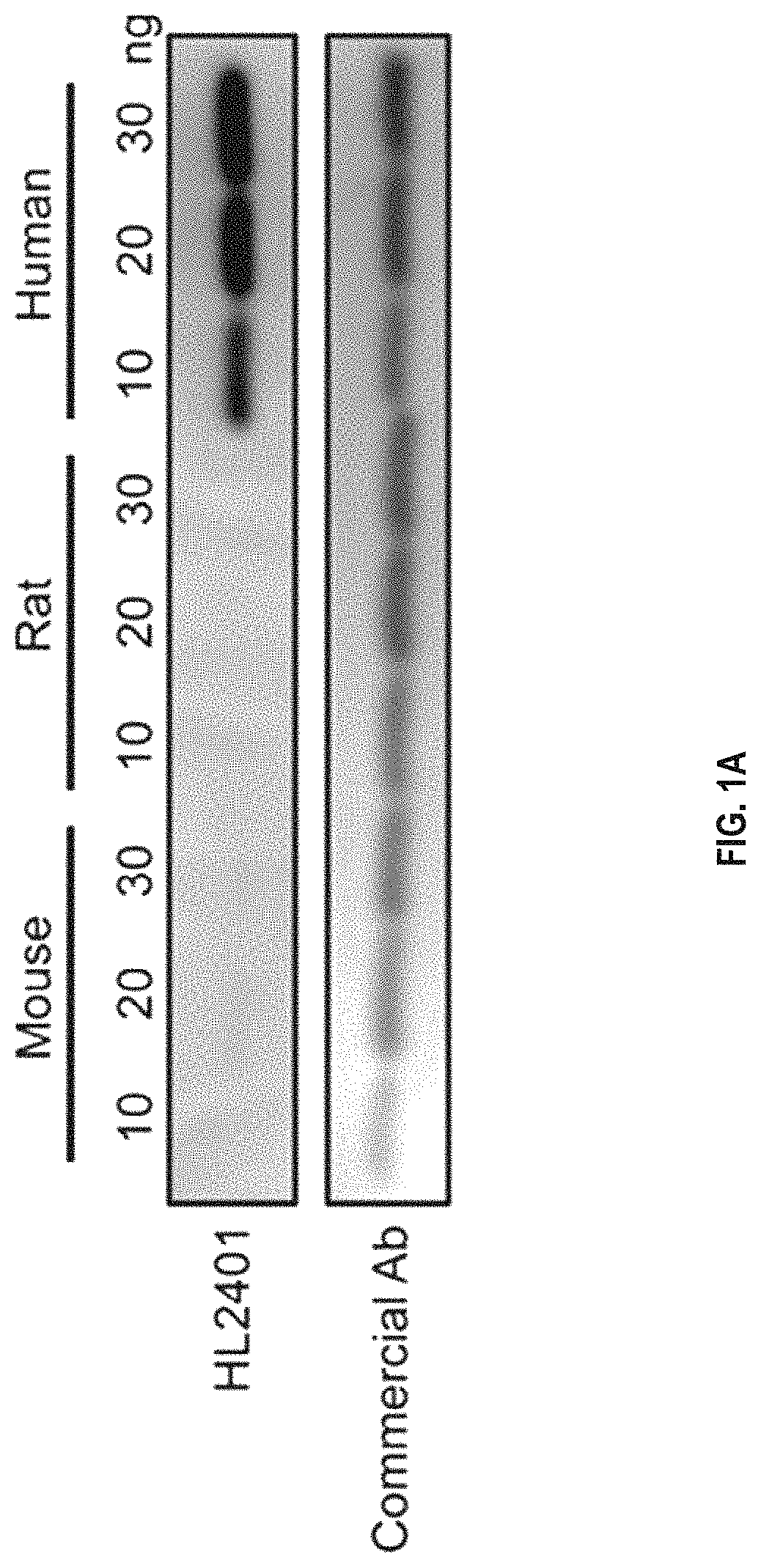 Compositions and methods for treatment of diseases involving CXCL1 function