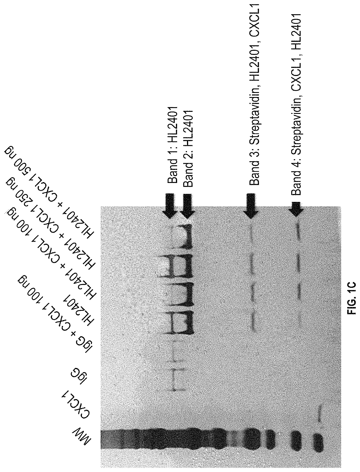 Compositions and methods for treatment of diseases involving CXCL1 function