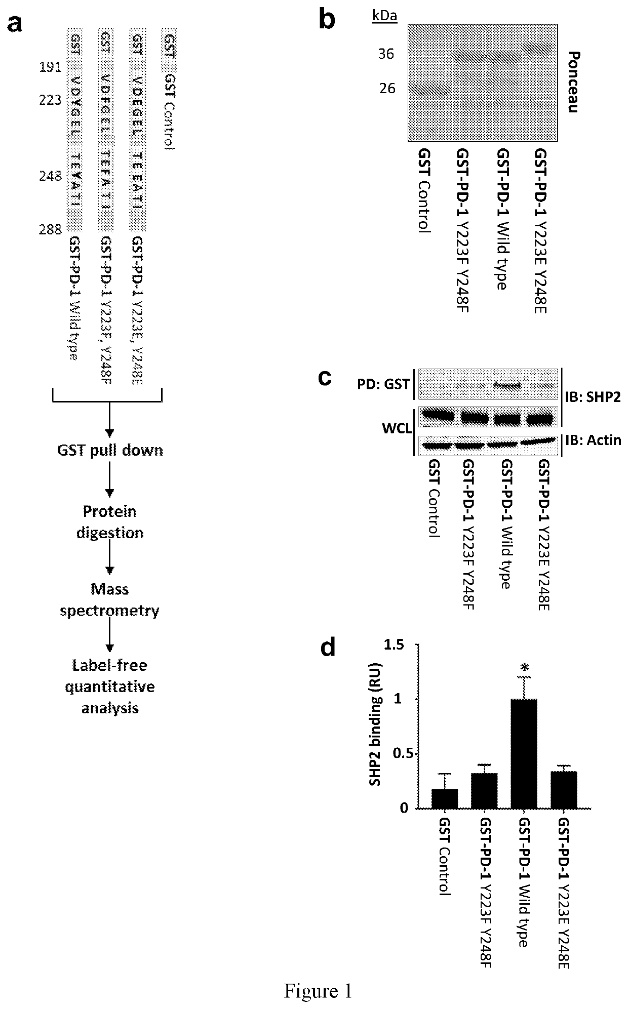 Pd-1 related cancer therapy