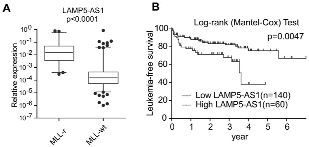 Application of long-chain non-coding RNA LAMP5-AS1 to MLL-R leukemia