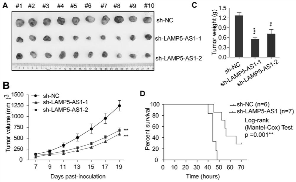Application of long-chain non-coding RNA LAMP5-AS1 to MLL-R leukemia