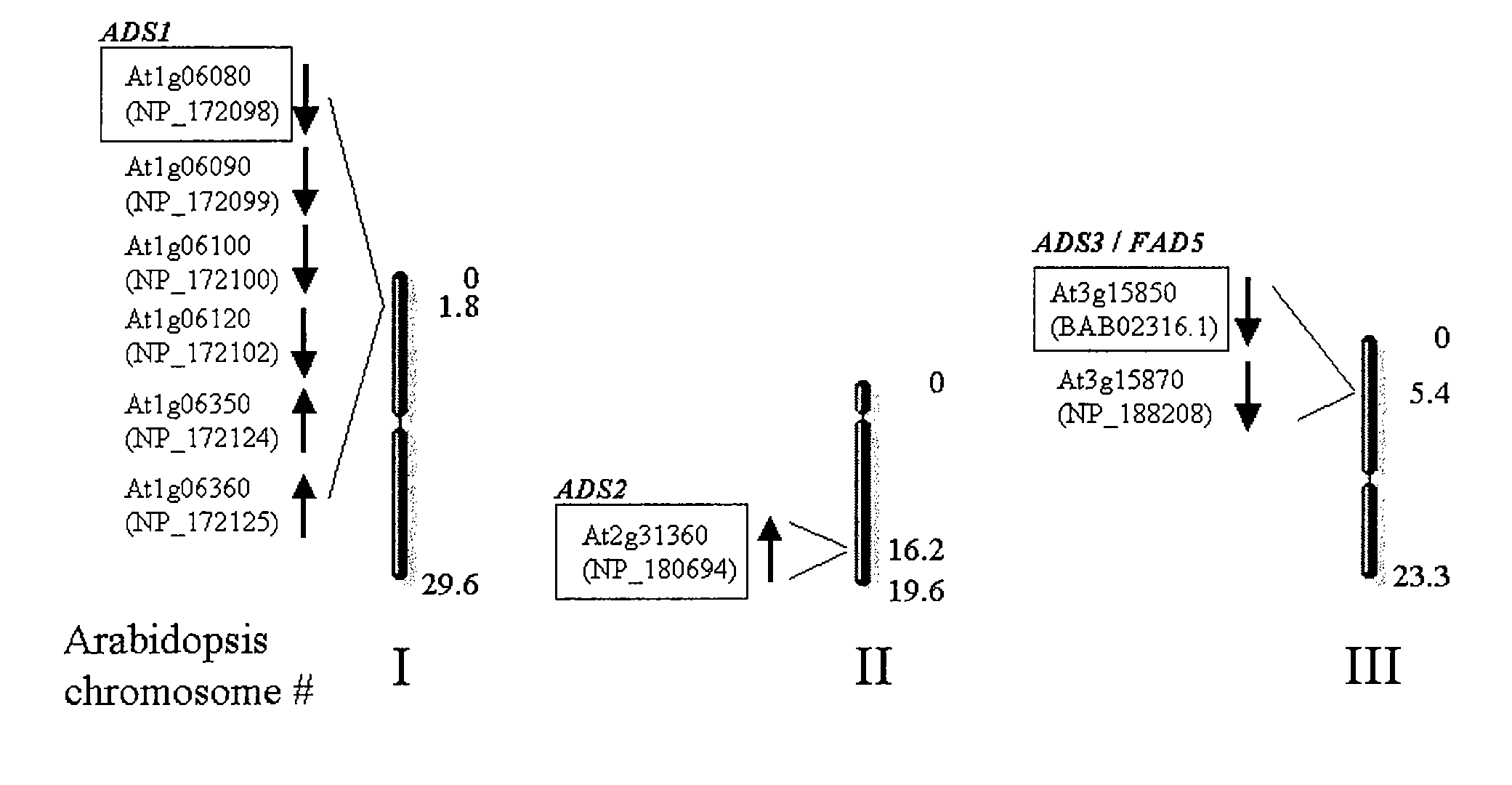 ADS Genes For Reducing Saturated Fatty Acid Levels In Seed Oils