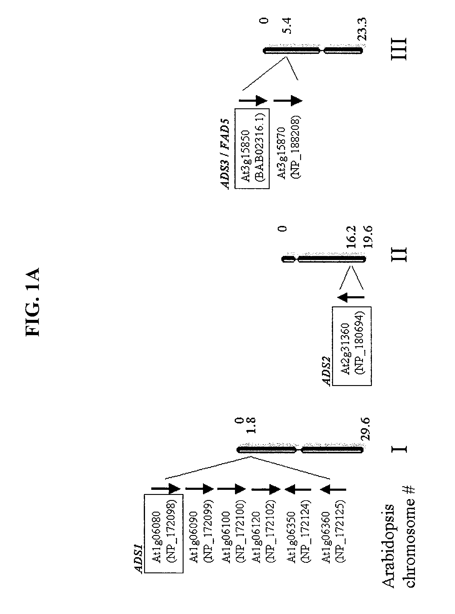 ADS Genes For Reducing Saturated Fatty Acid Levels In Seed Oils