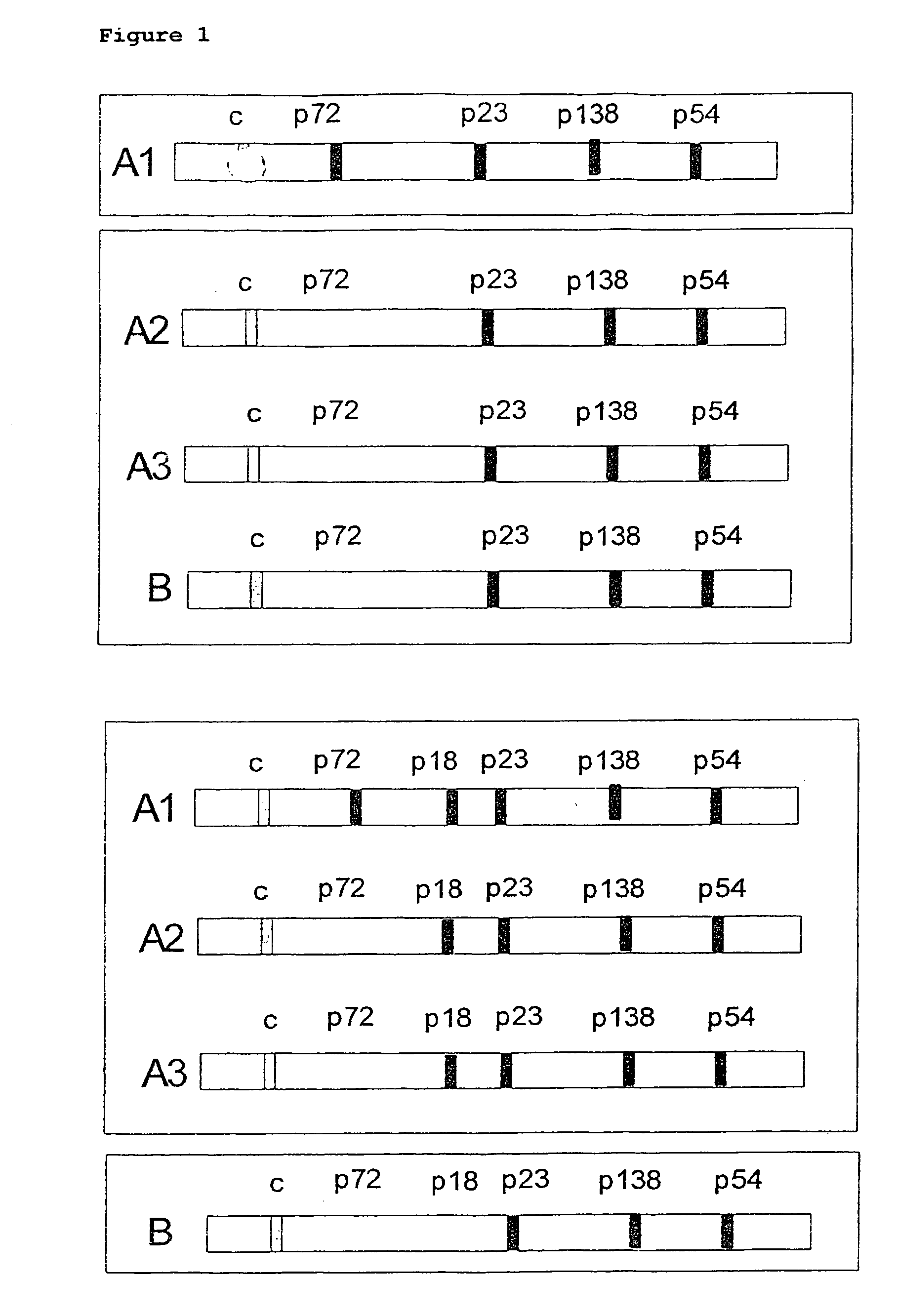 Peptides derived from capsid antigens of the Epstein-Barr virus and the use thereof