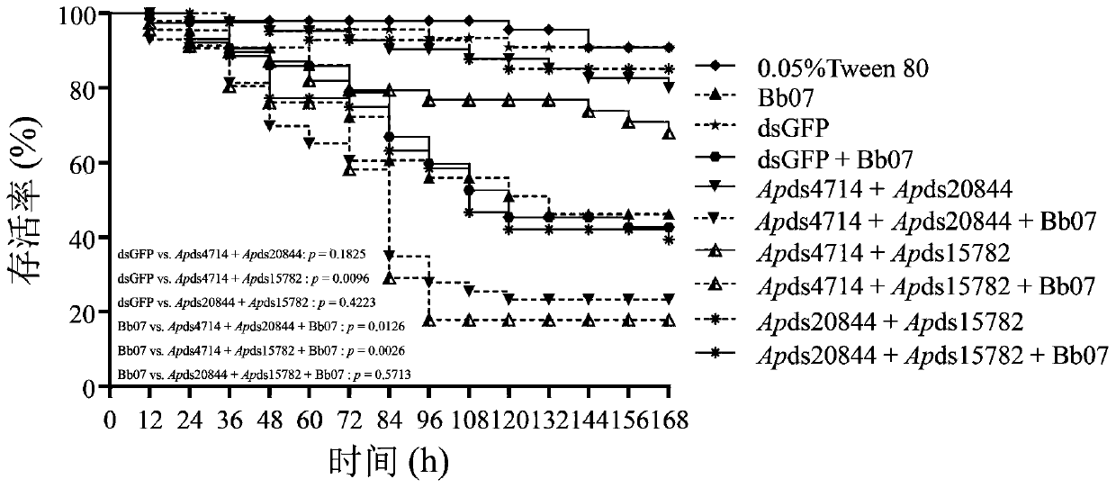 Novel aphid control agent, and method for controlling aphids through combined application of RNAi and beauveria bassiana