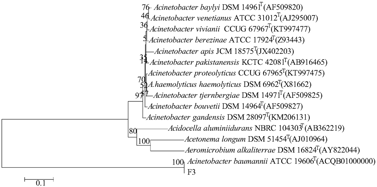 Acinetobacter baumannii for degrading aureomycin and application of acinetobacter baumannii