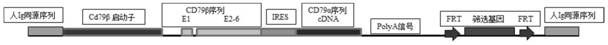 A kind of nucleic acid molecule for preparing humanized antibody and its application