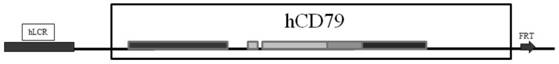 A kind of nucleic acid molecule for preparing humanized antibody and its application