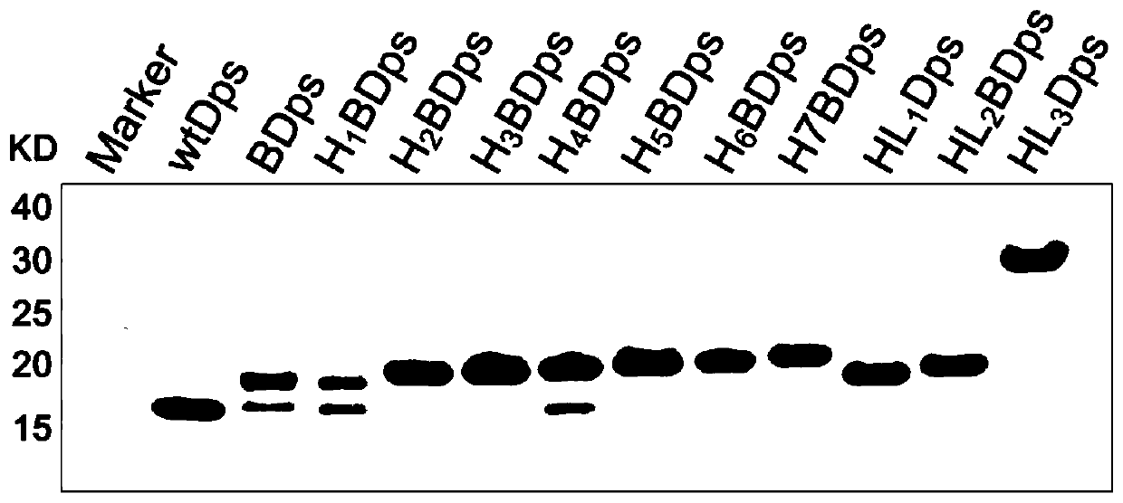 Transmembrane Dps (starvation-induced DNA binding protein) and application
