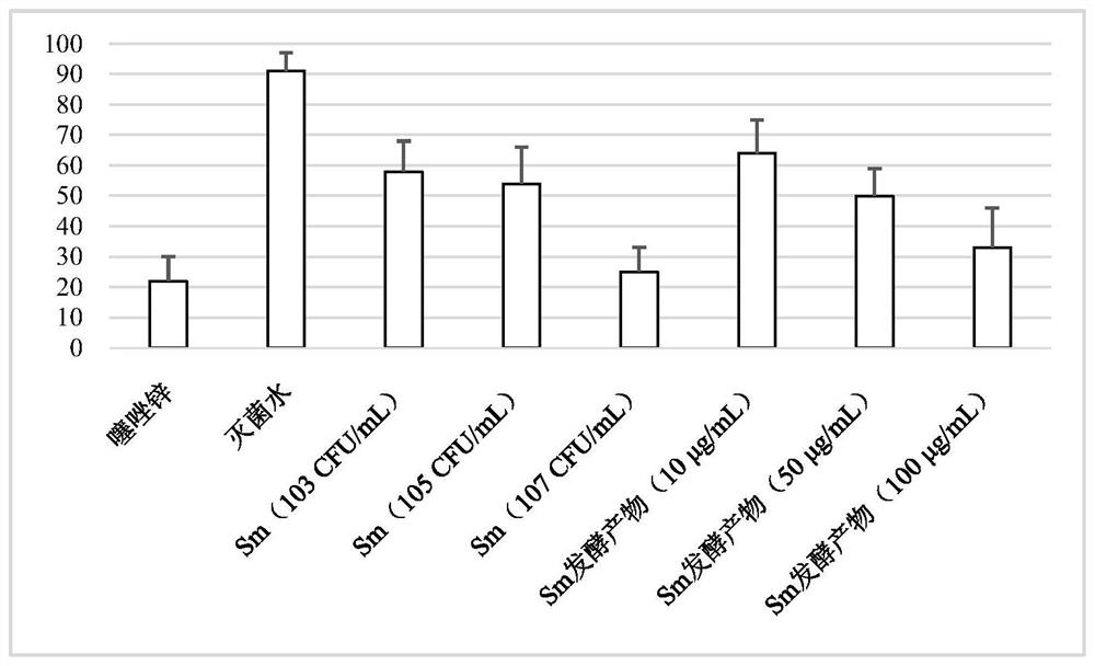 Cucurbit sphingomonas sp. and application of fermentation products of the cucurbit sphingomonas sp. in prevention and treatment of rice bacterial diseases.