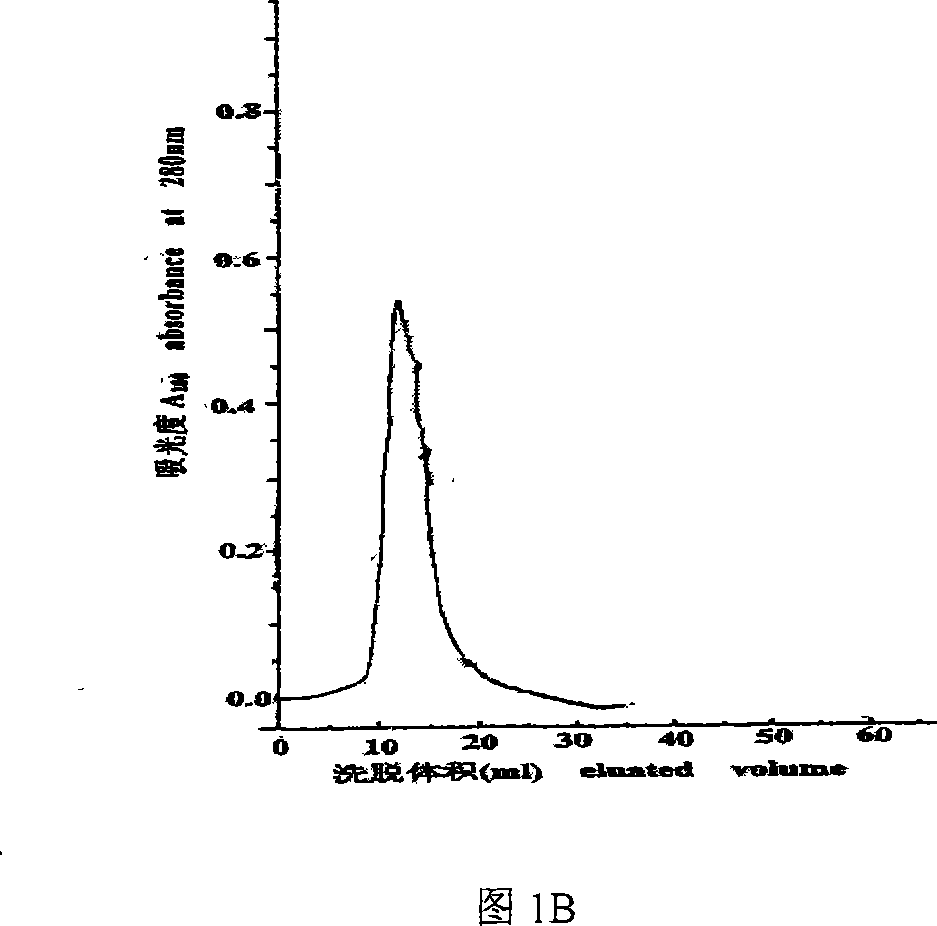 Protein capable of antioxidant activity separated from acaleph and application thereof
