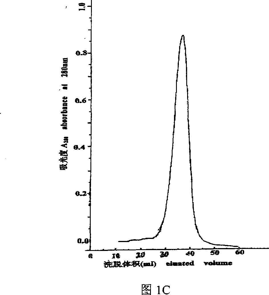 Protein capable of antioxidant activity separated from acaleph and application thereof