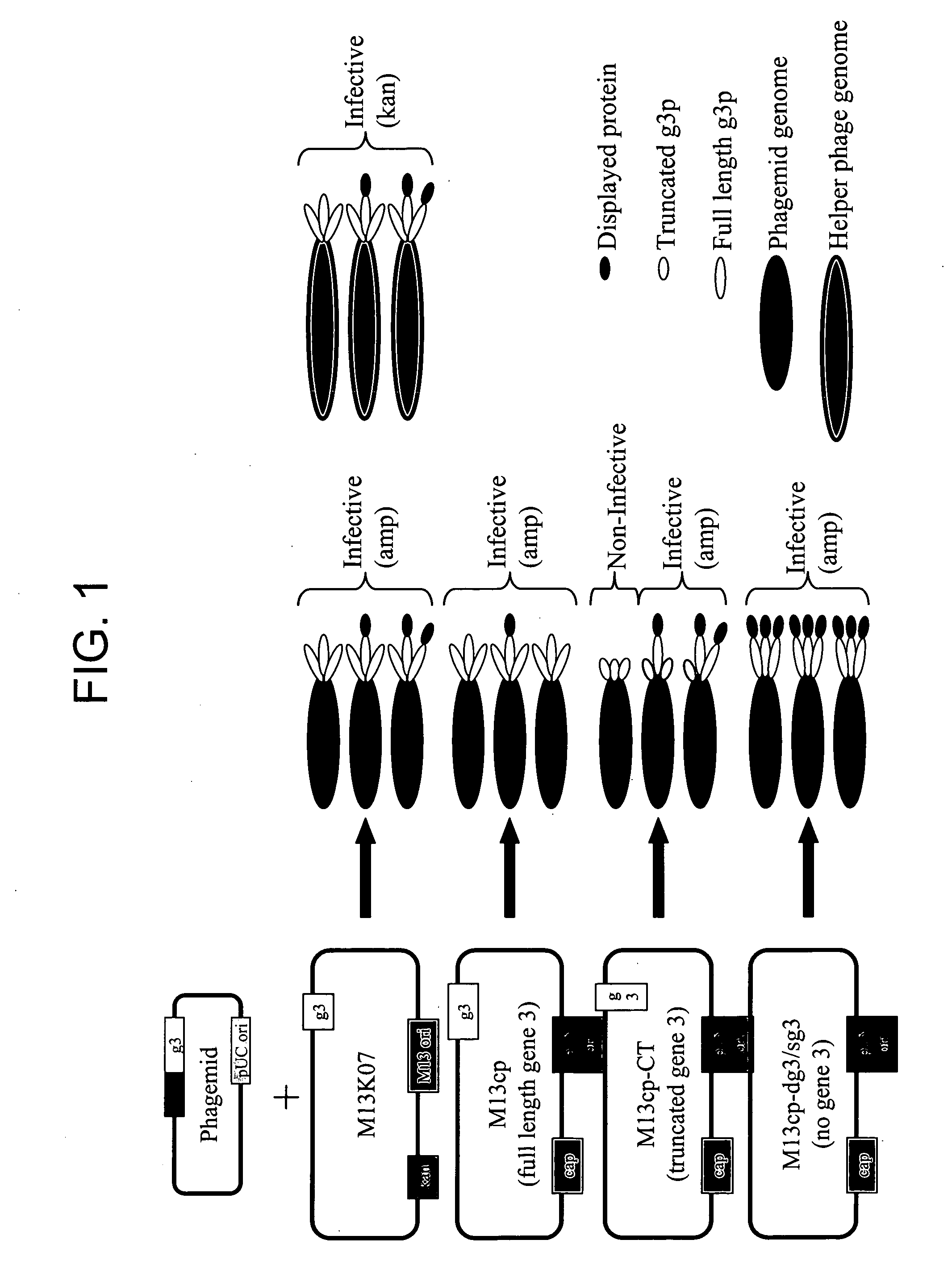 Plasmids and packaging cell lines for use in phage display