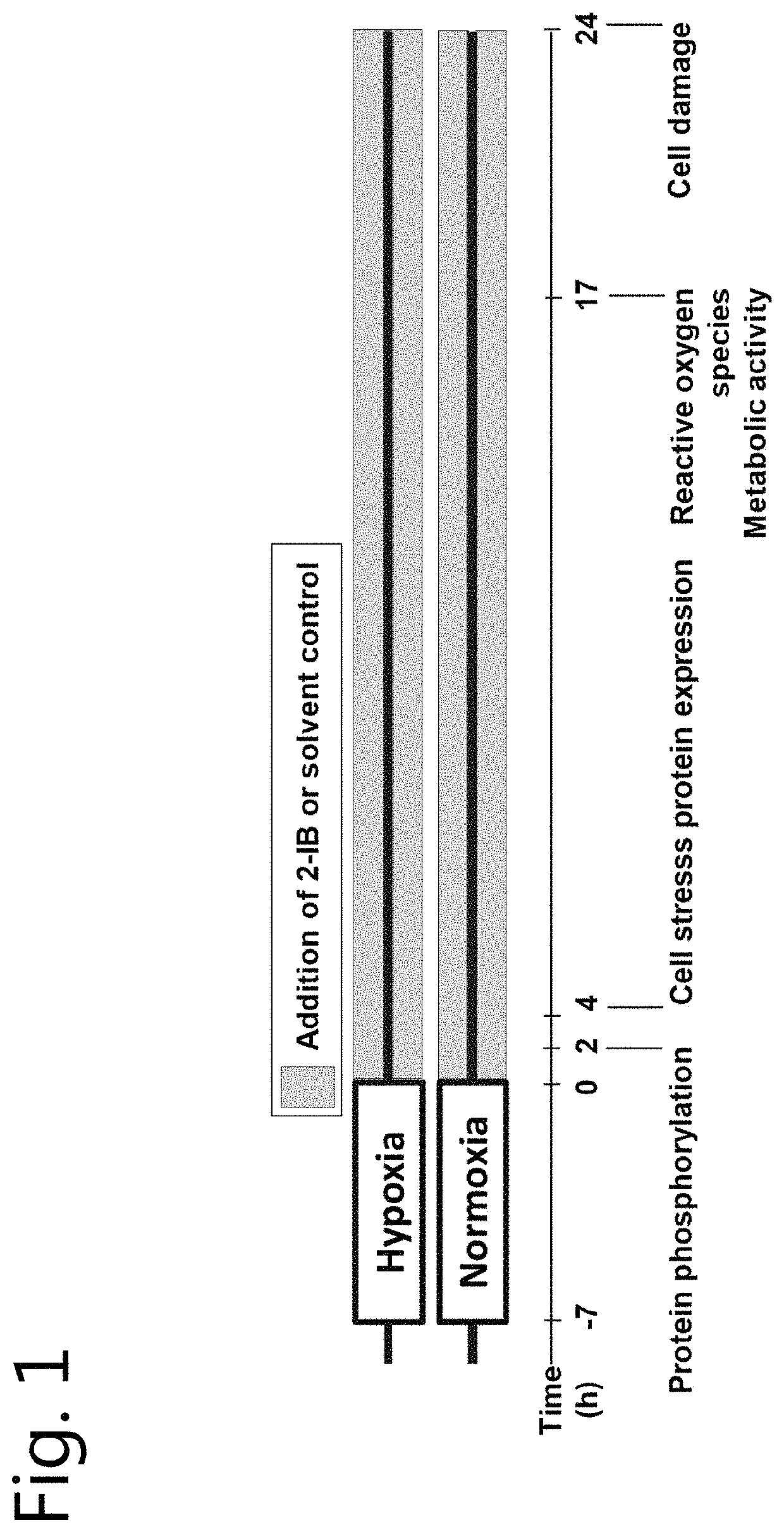 2-iminobiotin for use in the treatment of brain cell injury