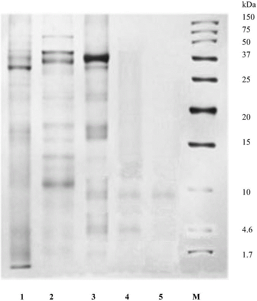 Pillworm fibrinolysis active protein and application thereof