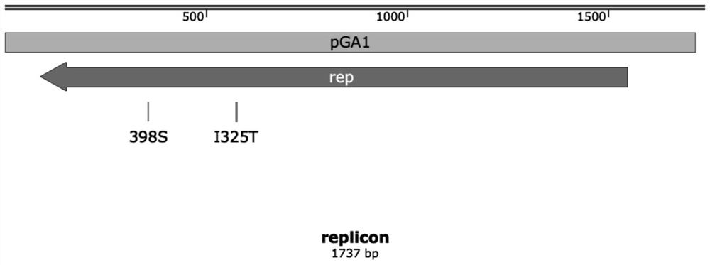 Modification method of corynebacterium plasmid replicon and product of corynebacterium plasmid replicon