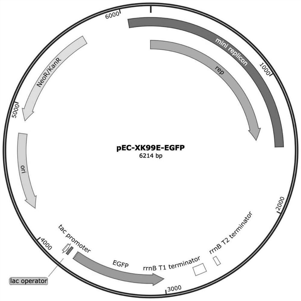 Modification method of corynebacterium plasmid replicon and product of corynebacterium plasmid replicon