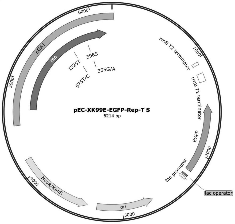 Modification method of corynebacterium plasmid replicon and product of corynebacterium plasmid replicon