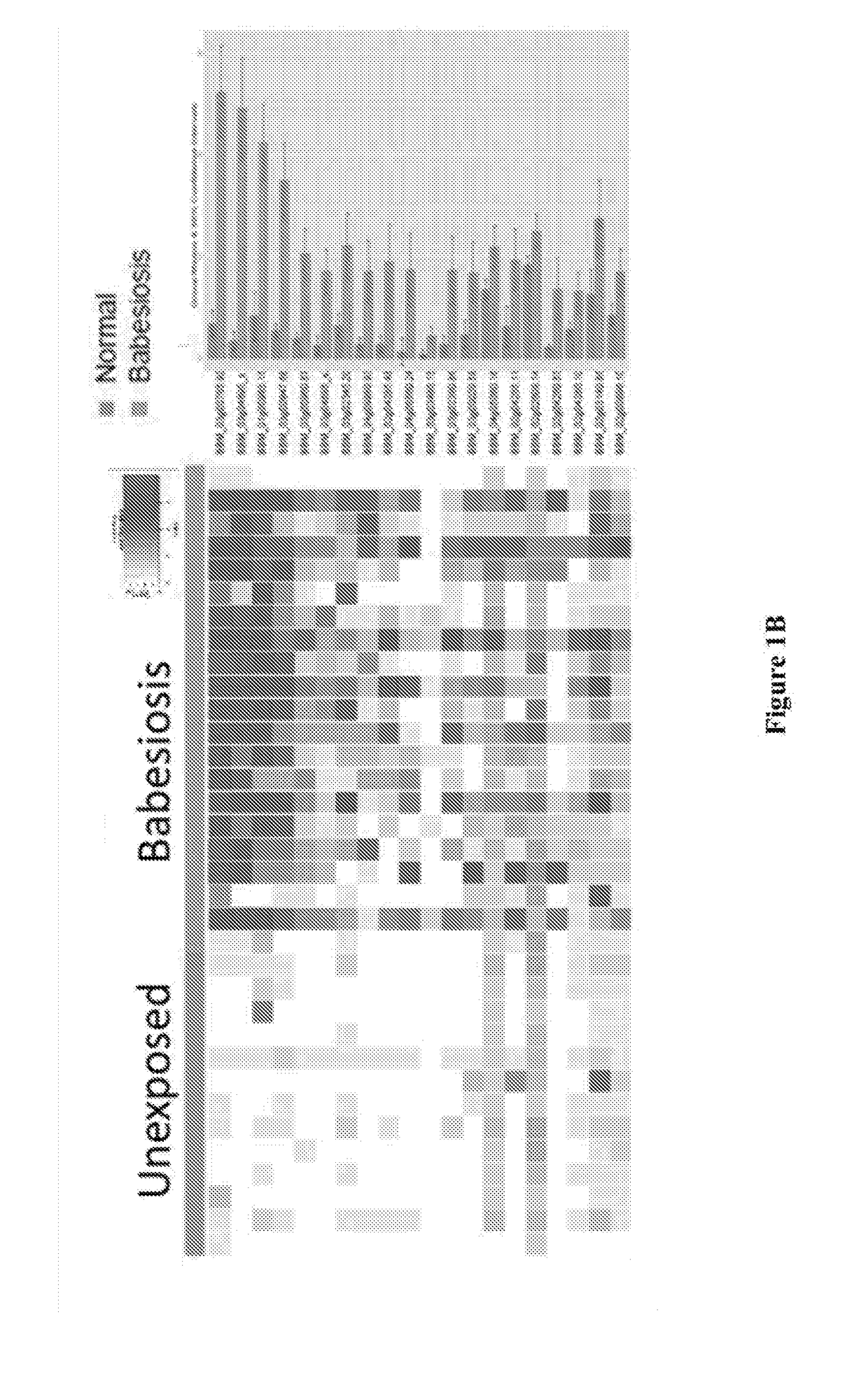 Babesia Biomarkers for Diagnostic and Screening In Vitro Diagnostic Test