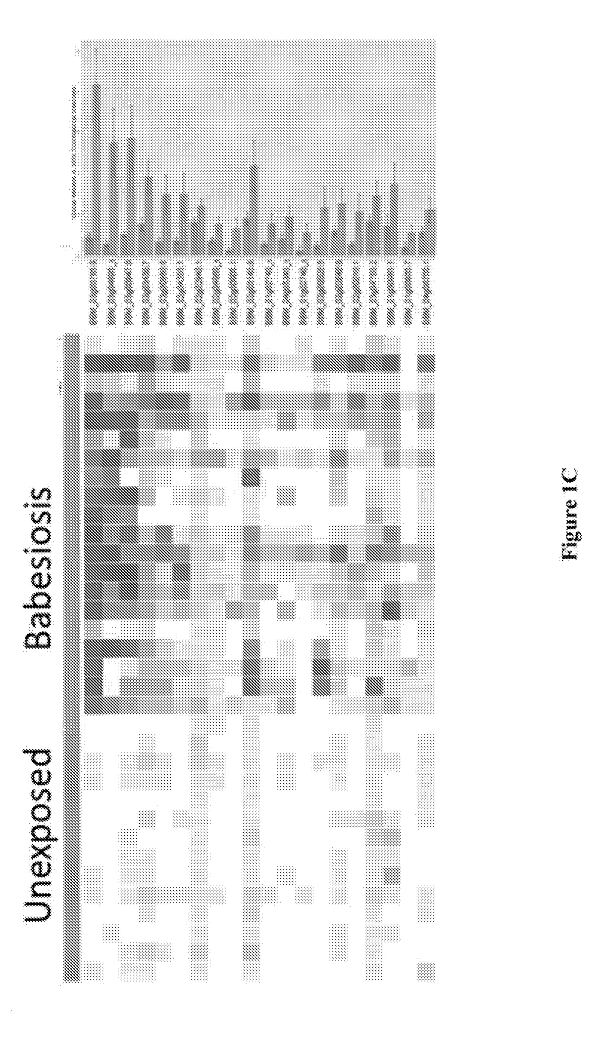 Babesia Biomarkers for Diagnostic and Screening In Vitro Diagnostic Test