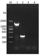 Rabbit staphylococcus aureus and application thereof in preparation of inactivated vaccine