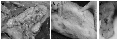 Rabbit staphylococcus aureus and application thereof in preparation of inactivated vaccine