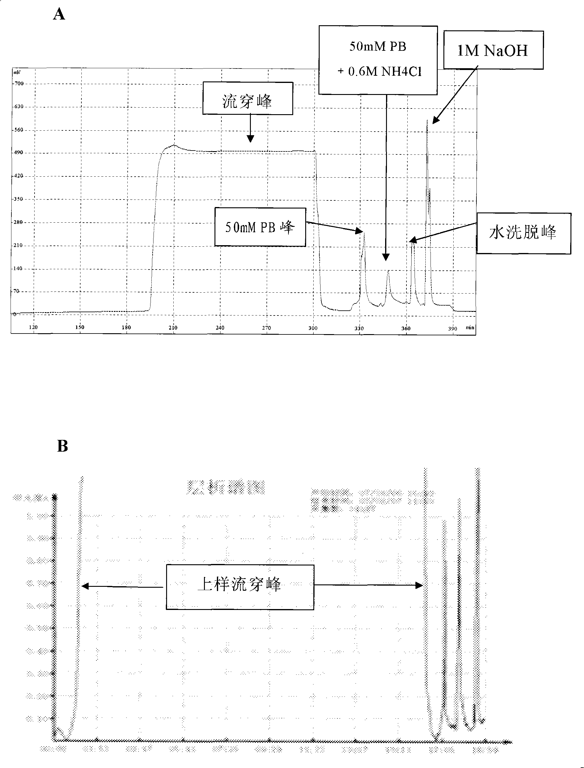 Technique for separating and purifying recombination human serum albumin and fusion protein thereof