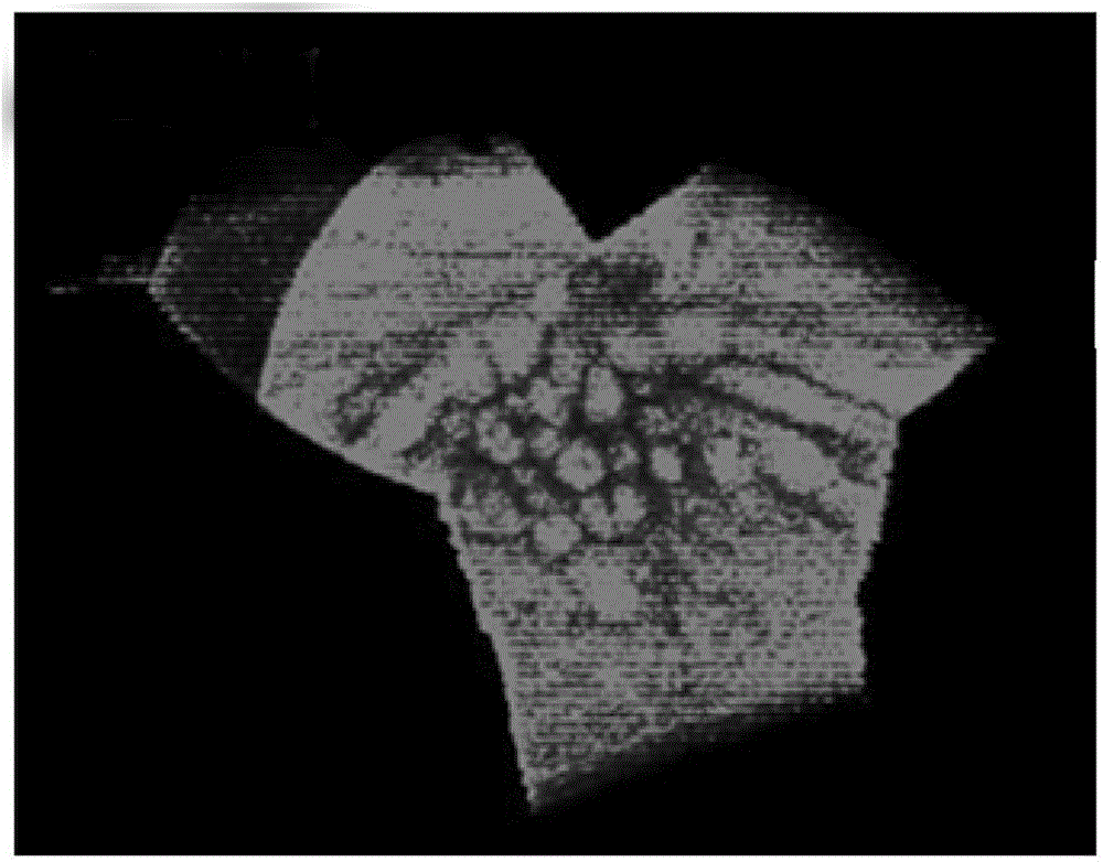 Rotating shoulder-expanding stable pulling-up method for large-kilogram sapphire crystals