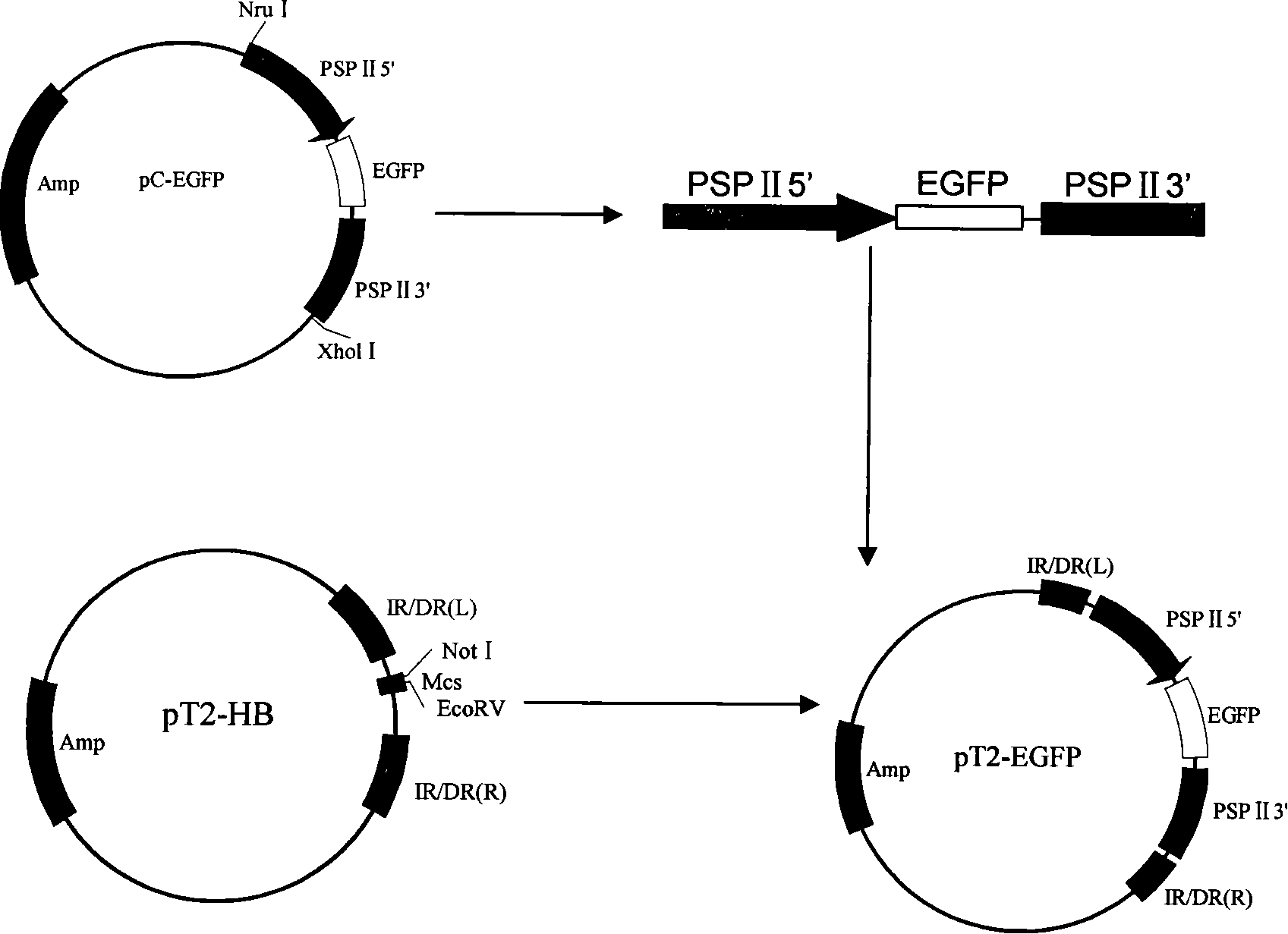 Method for preparing transgenic animal