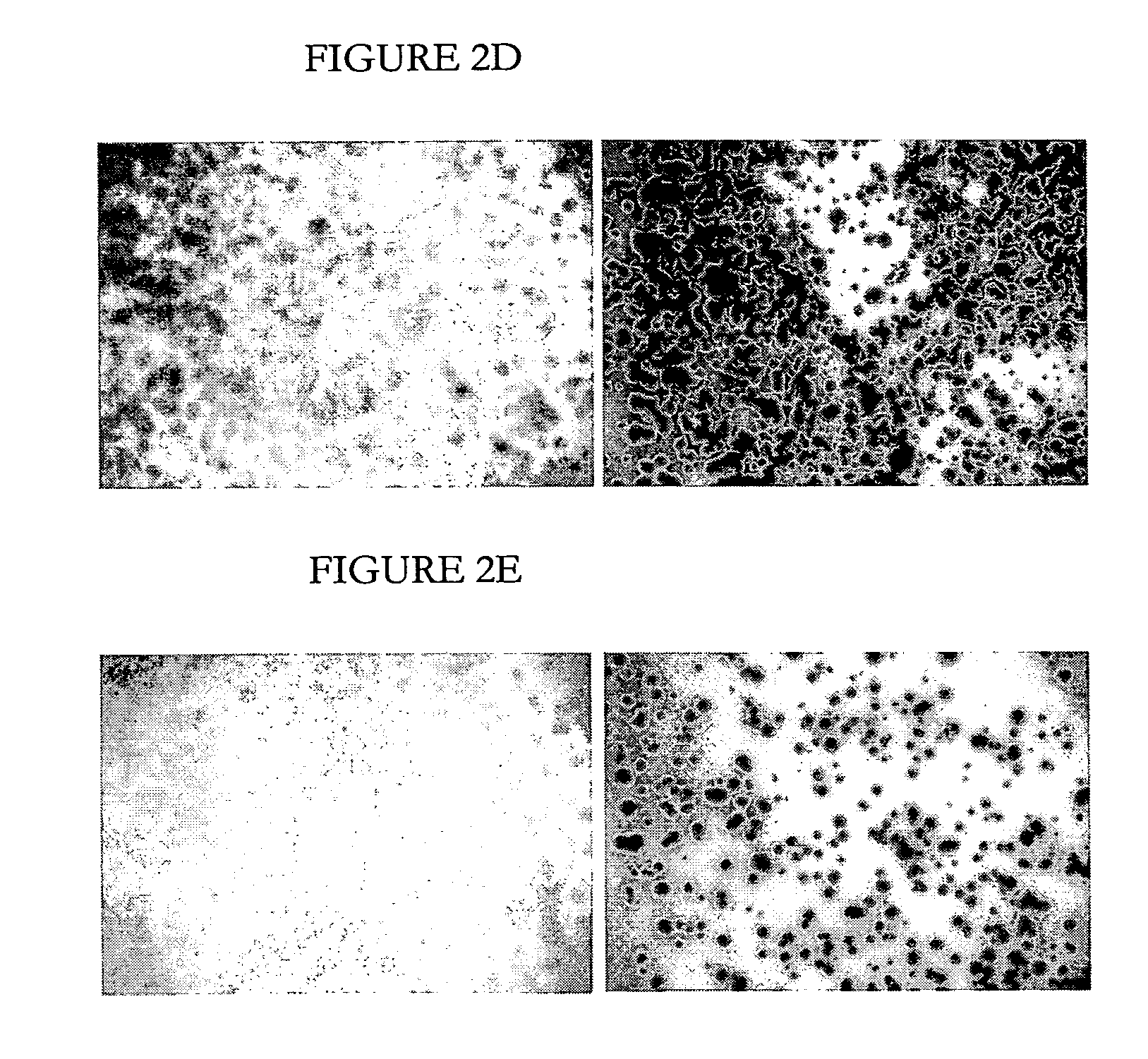 High throughput screening method for identifying molecules having biocidal function