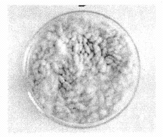 Standard for determining spewing potential of grains and preparation method thereof