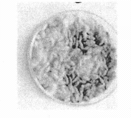 Standard for determining spewing potential of grains and preparation method thereof