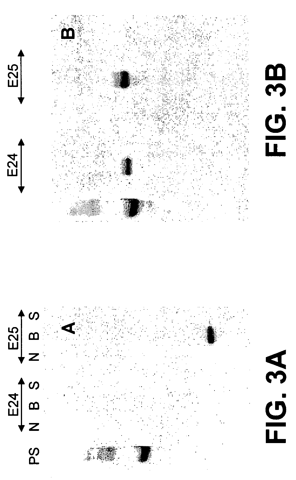 Method for purification of a protein complex and identification of its components