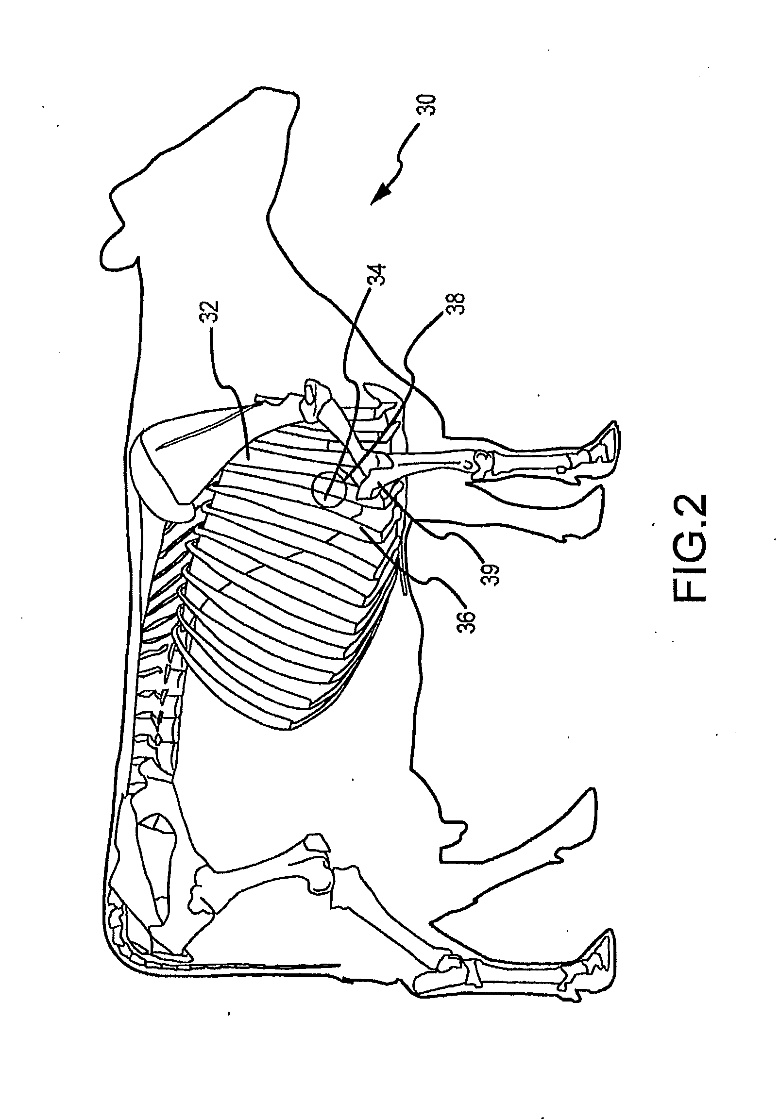 System and method for determining antibiotic effectiveness in respiratory diseased animals using ausculation analysis